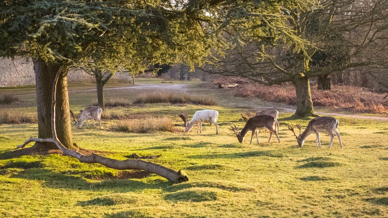 Deer in the parkland at Knole, Kent in late winter
